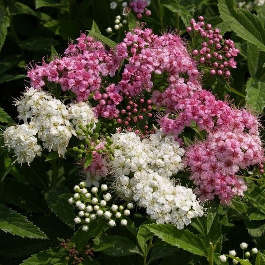 Sommerspiere