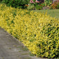 Spindelstrauch 'Emerald 'n Gold'