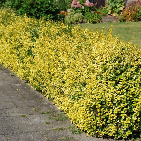 Spindelstrauch 'Emerald 'n Gold'