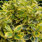 Spindelstrauch 'Emerald 'n Gold'