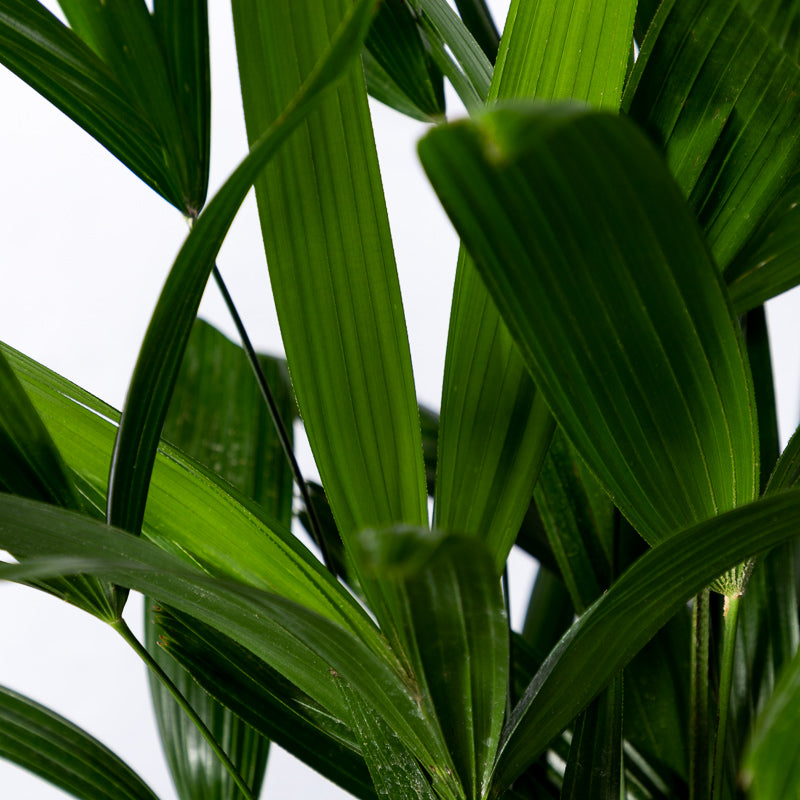 Steckenpalme