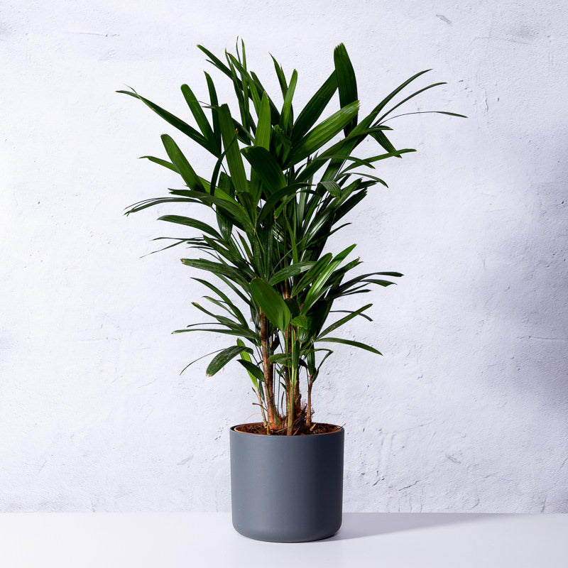 Steckenpalme