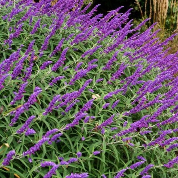 Steppensalbei