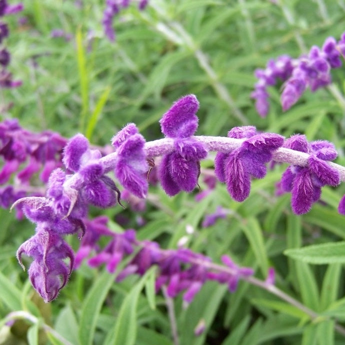 Steppensalbei