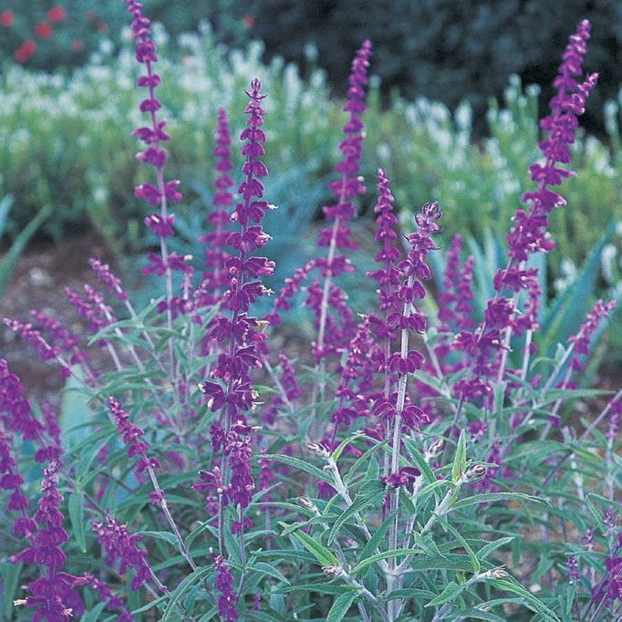 Steppensalbei