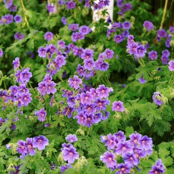 Storchschnabel blau