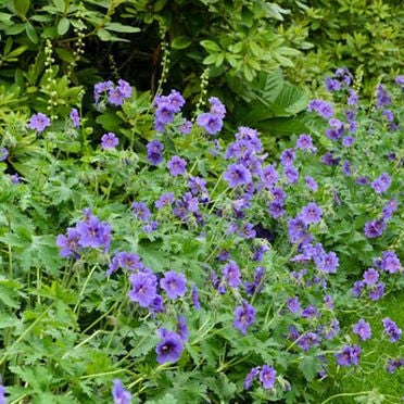 Storchschnabel blau
