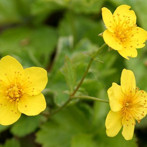 Teppich Golderdbeere
