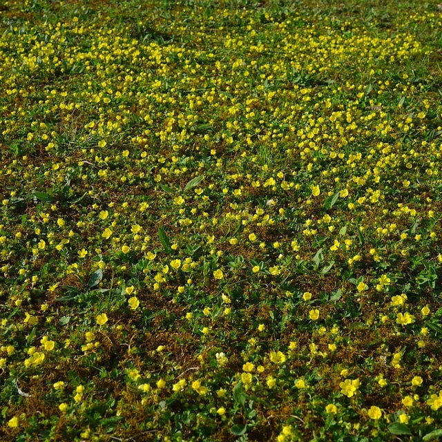 Teppich Golderdbeere