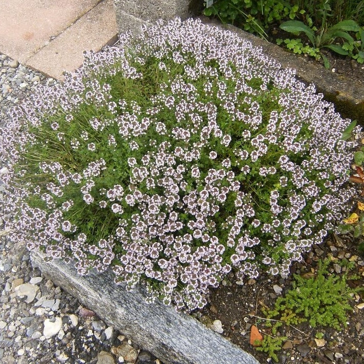 Thymian