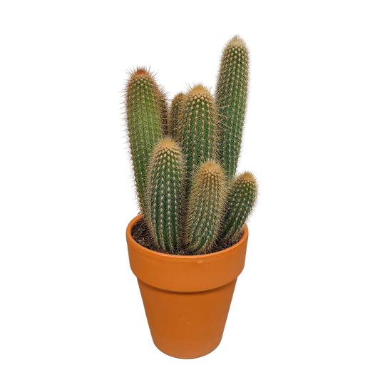 Vatricania guentheri im Terracotta-Topf 17 cm Ø