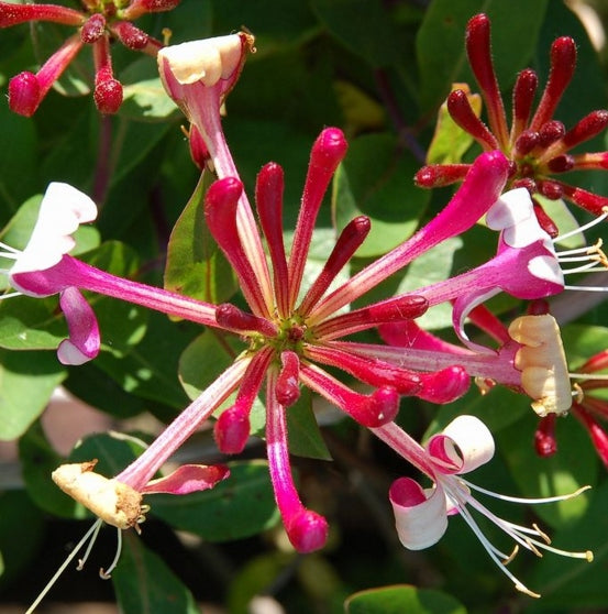 Waldgeißblatt 'Belgica'