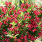 Weigelie 'Red Prince'