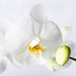 Weiße Orchidee