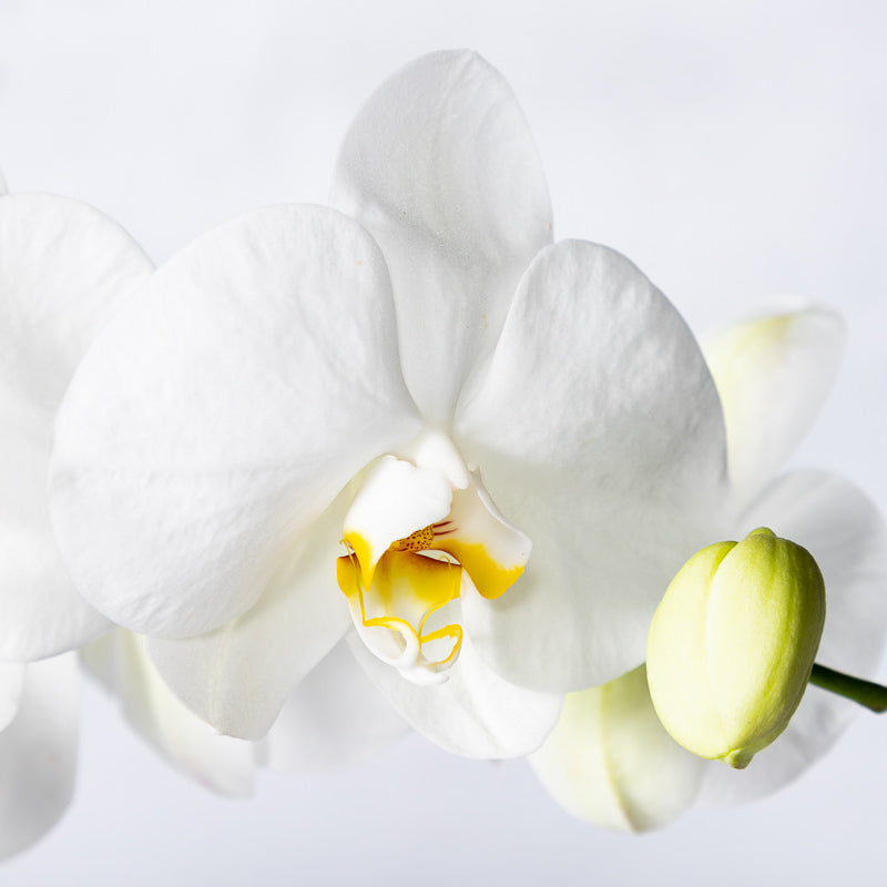 Weiße Orchidee