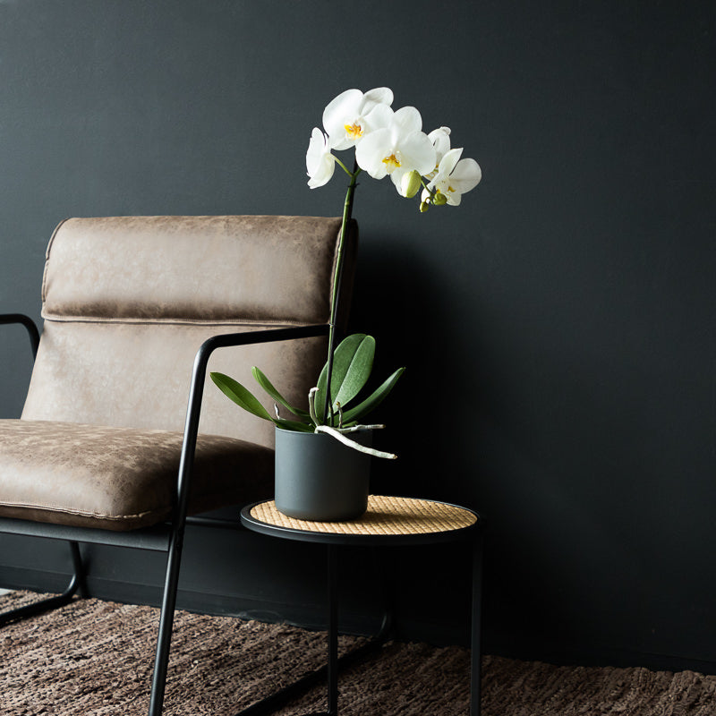 Weiße Orchidee