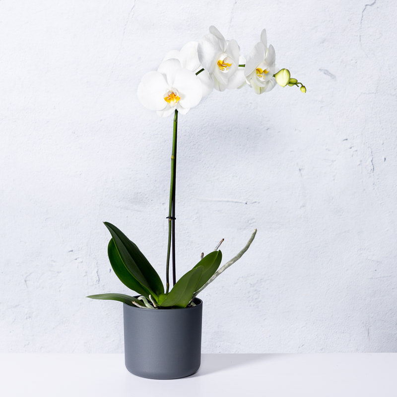 Weiße Orchidee