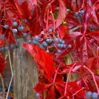 Wilder Mauerwein 'Engelmannii'