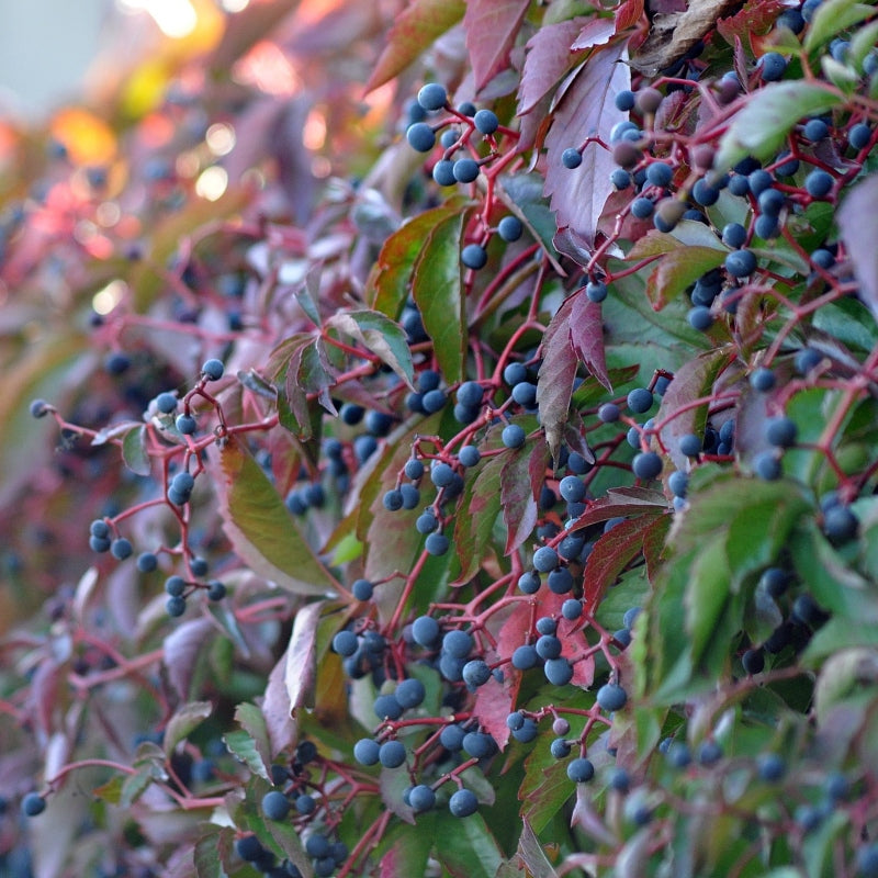 Wilder Wein 'Veitch Boskoop'