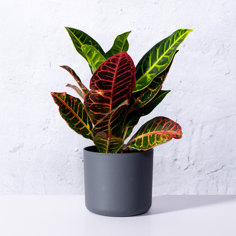 Wunderstrauch 'Petra'