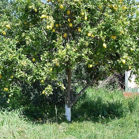 Zitronenbaum