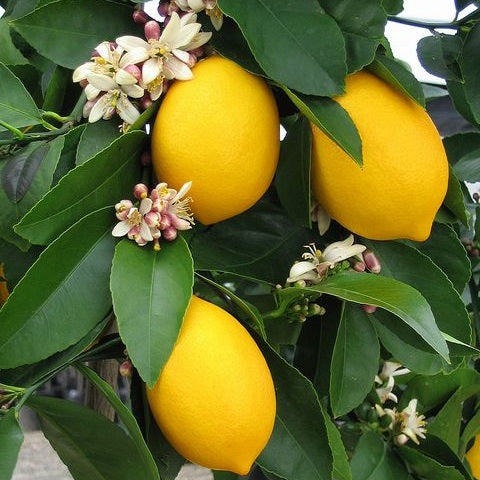 Zitronenbaum