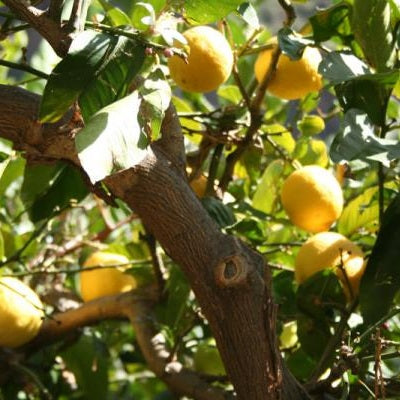 Zitronenbaum